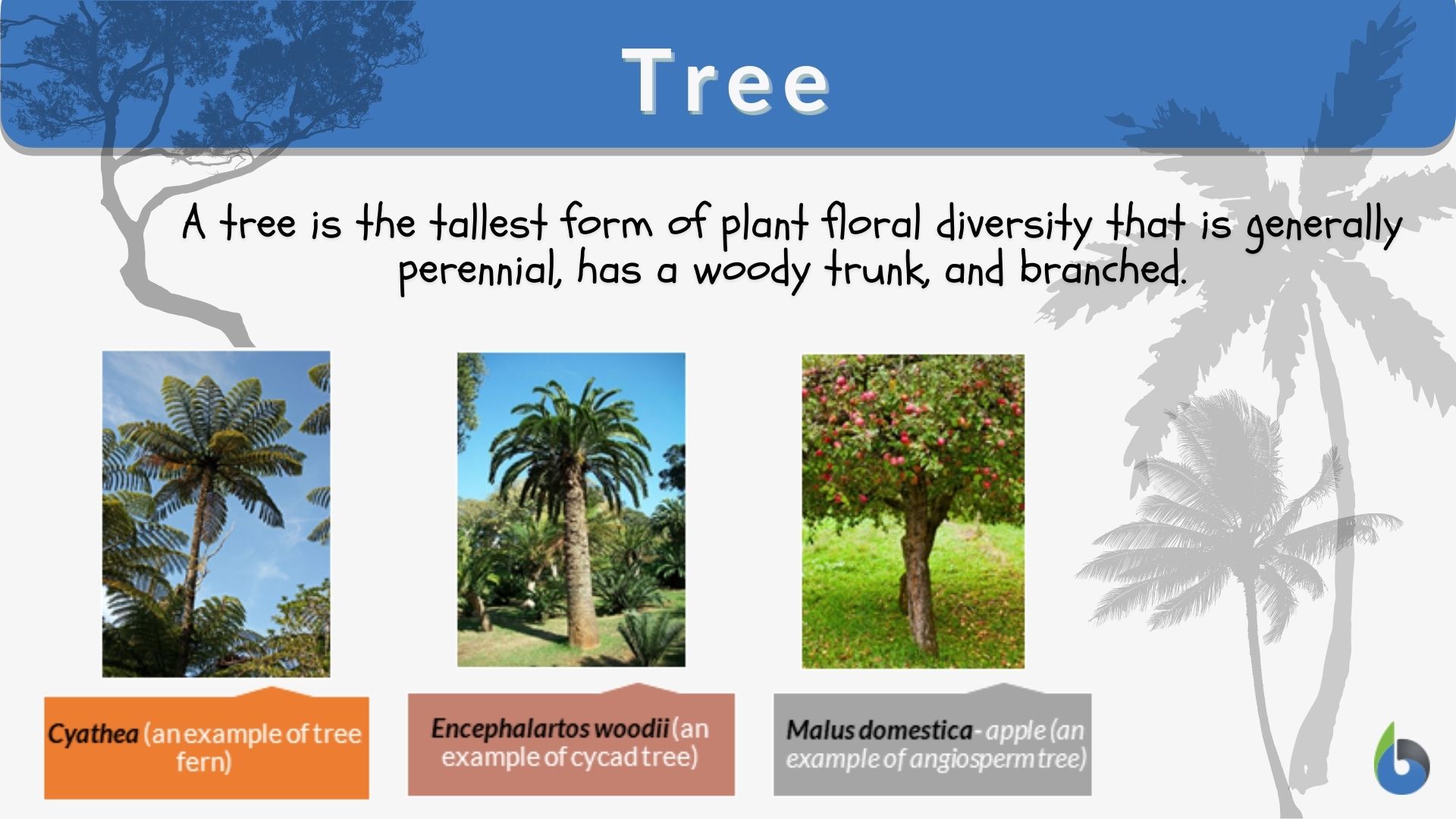 Tree Definition and Examples Biology Online Dictionary