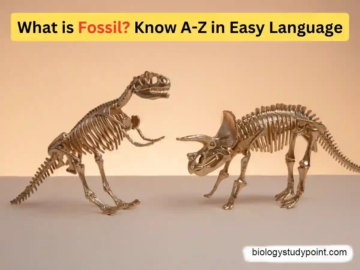 What Is A Fossil? Definition, Types, Examples 2024