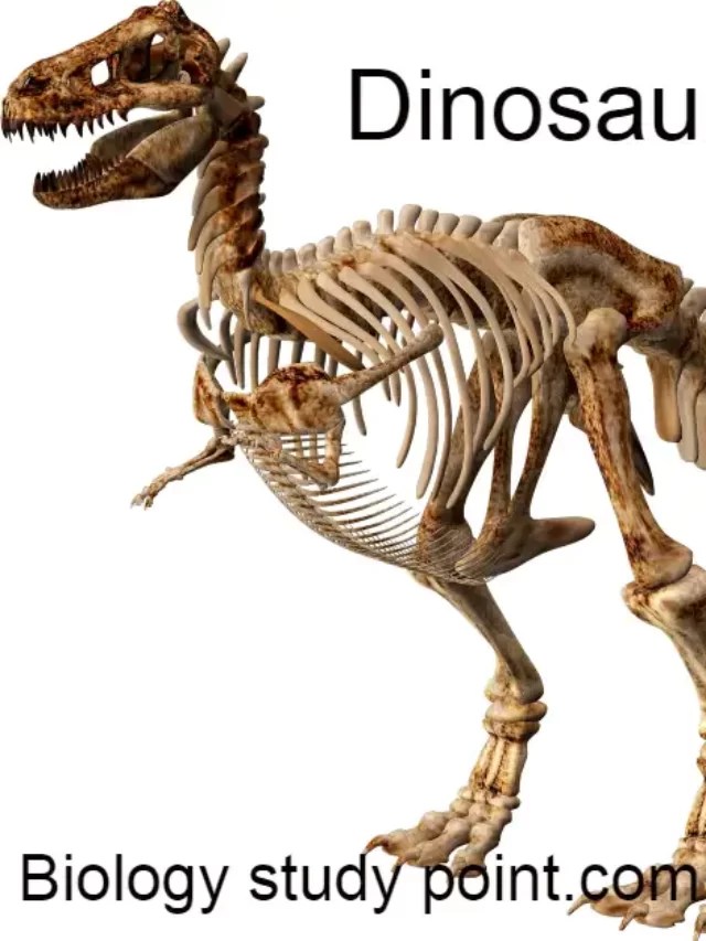 What Is A Fossil? Definition, Types, Examples, Learn AZ