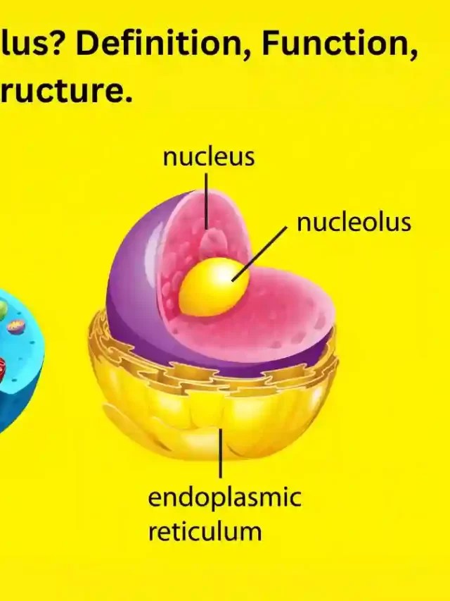 What Is A Nucleus? Function, Discover, Know AZ