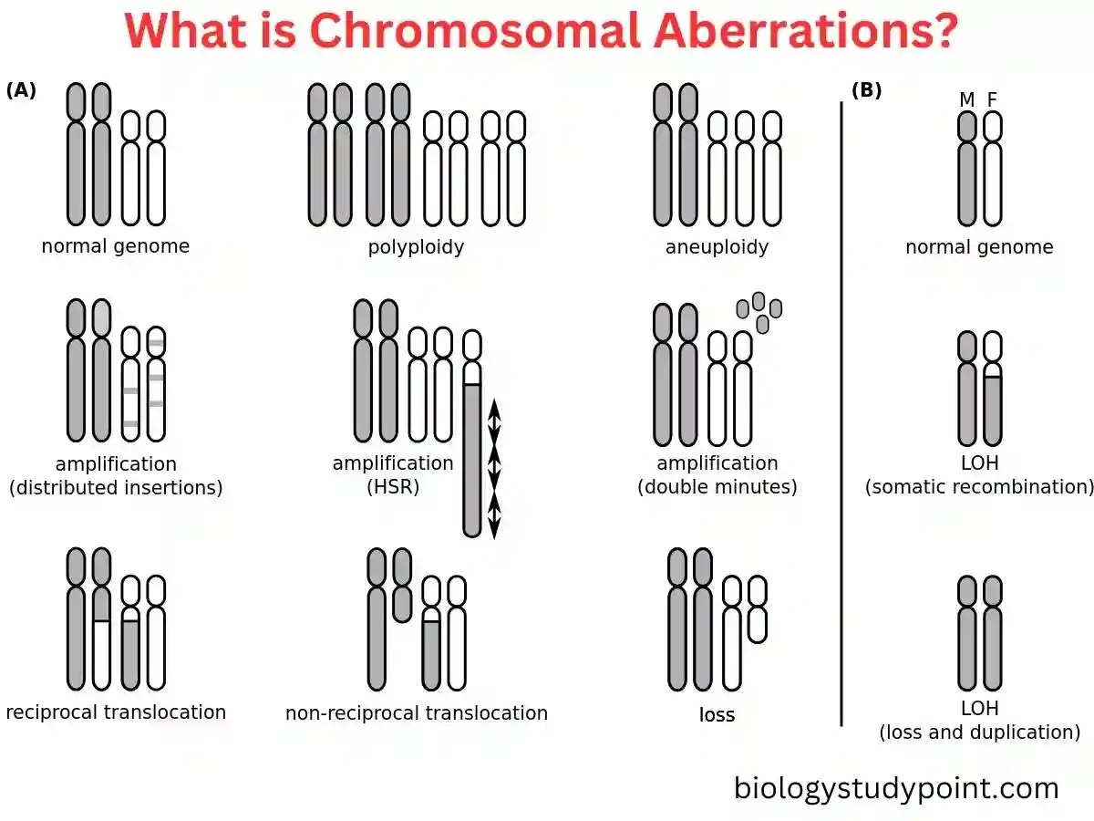 What Are Chromosomal Aberrations? Full Information 2024