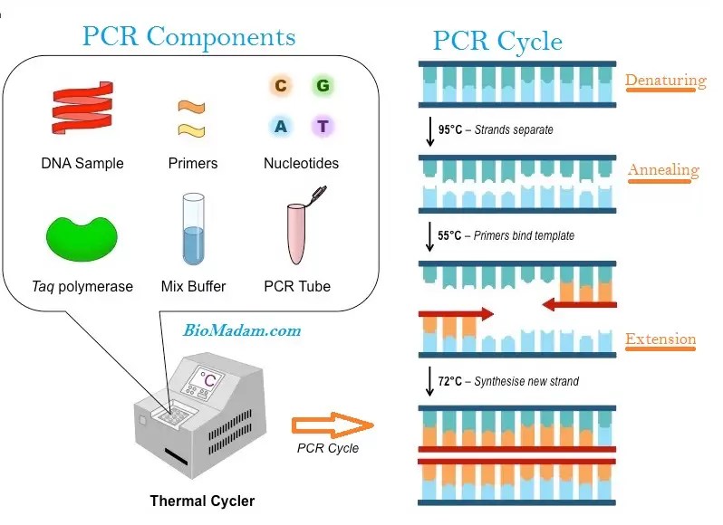 Types of PCR - Common Kinds of Polymerase Chain Reaction - BioMadam