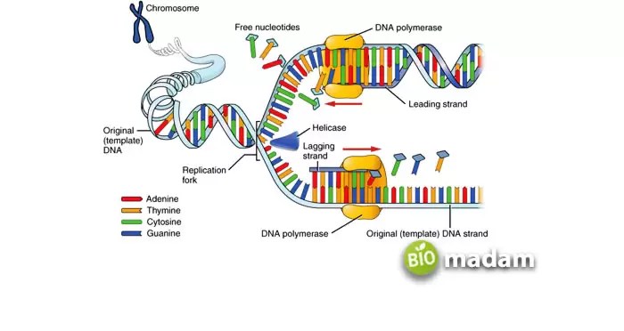 How the DNA replication different in Prokaryotes and Eukaryotes - biomadam