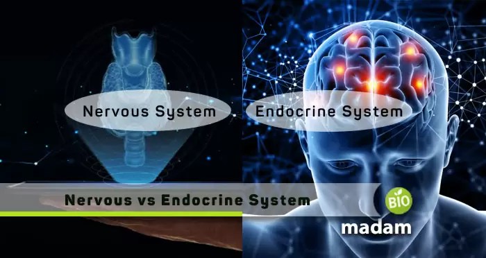 Difference Between Endocrine and Nervous Systems - biomadam