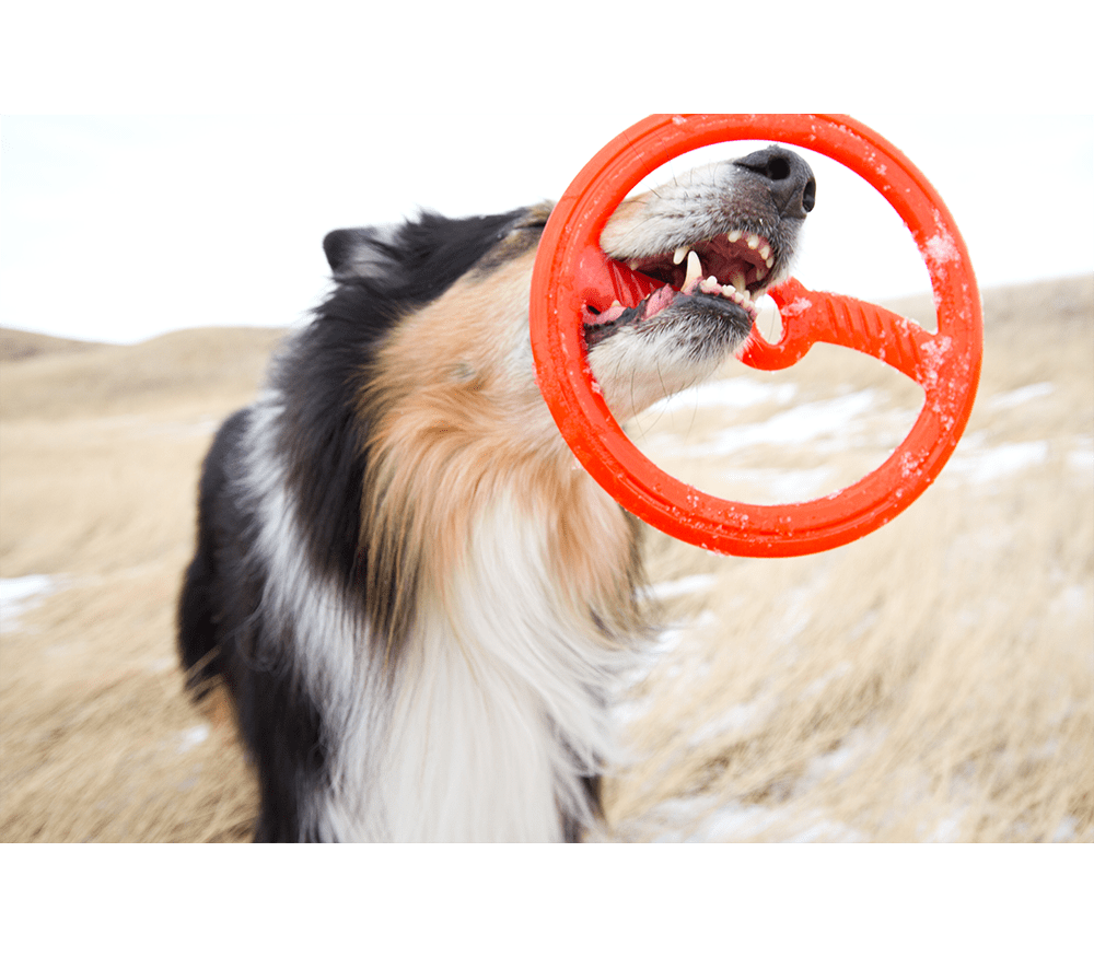 TOSSNTUG® BIONIC® Dog Toys