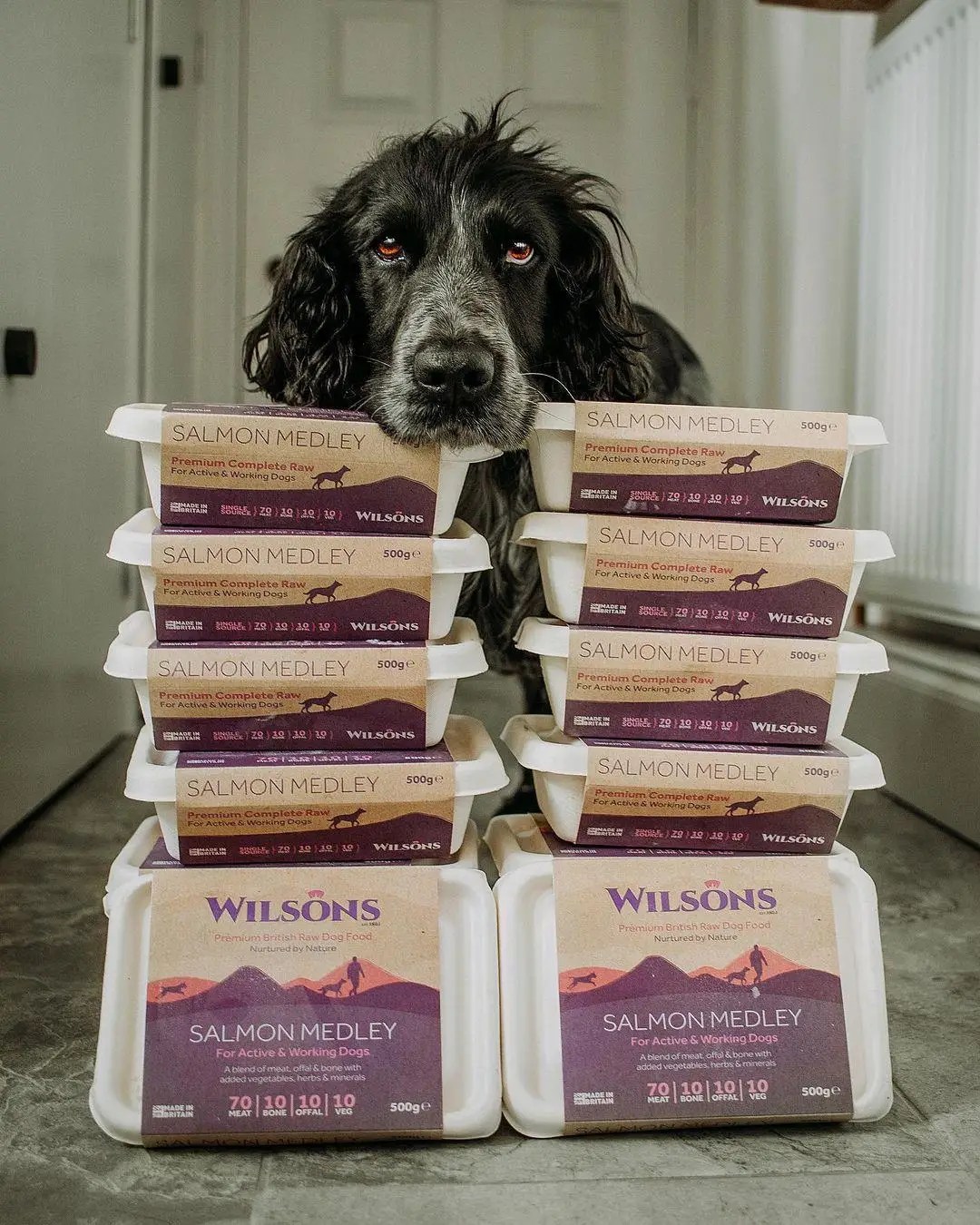 Wilsons Pet Food Sustainability In Pet Food
