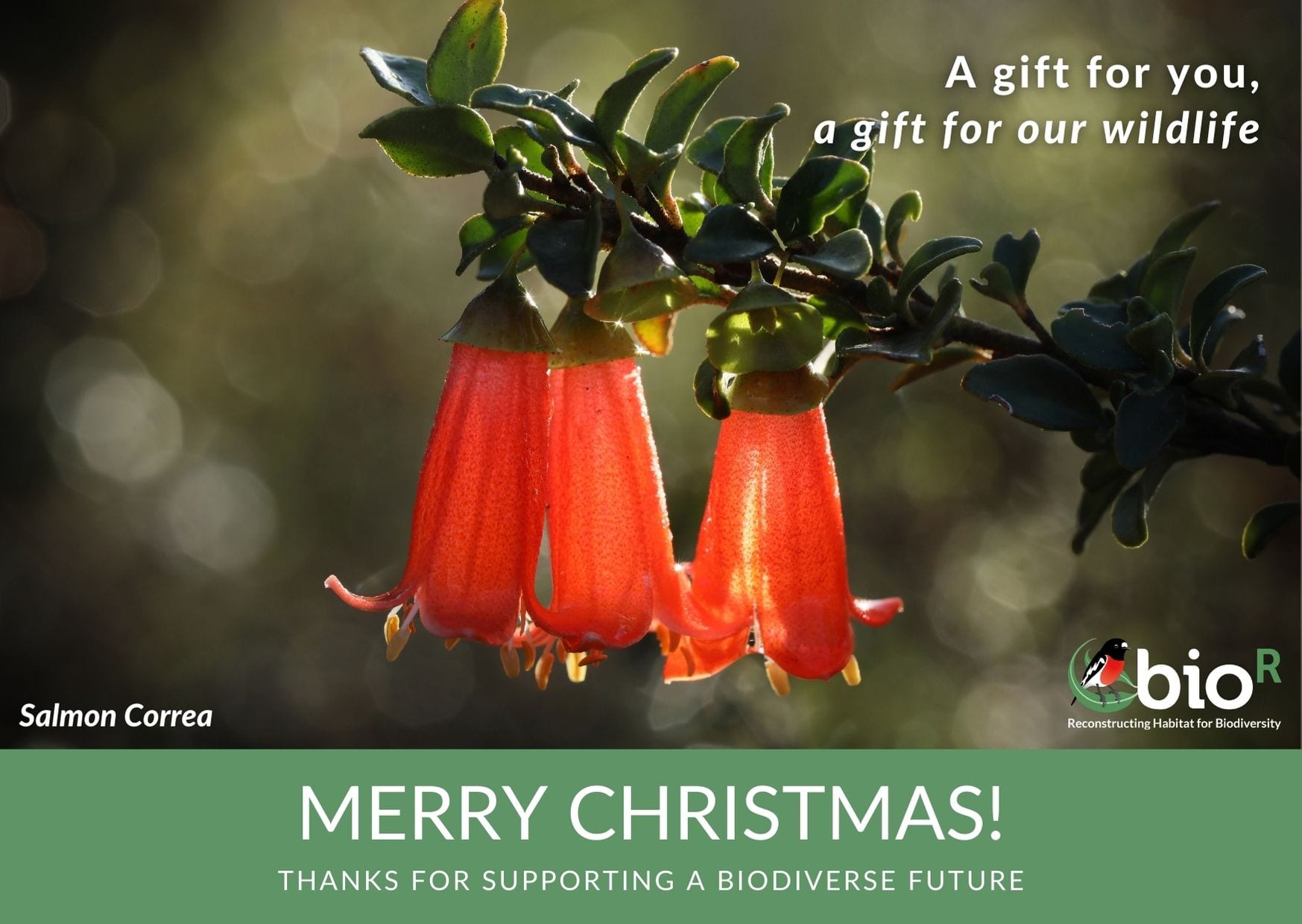 Christmas eCards Bio·R Australia