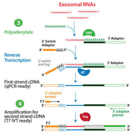 Cambridge Bioscience Exosome RNA amplification & profiling SeraMir
