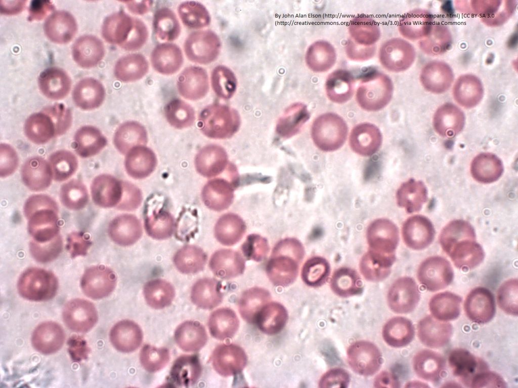 Mitochondria in Red Blood Cells BioSerendipity