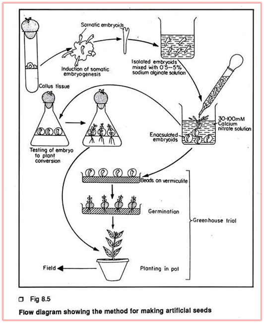 Production of Synthetic Seed