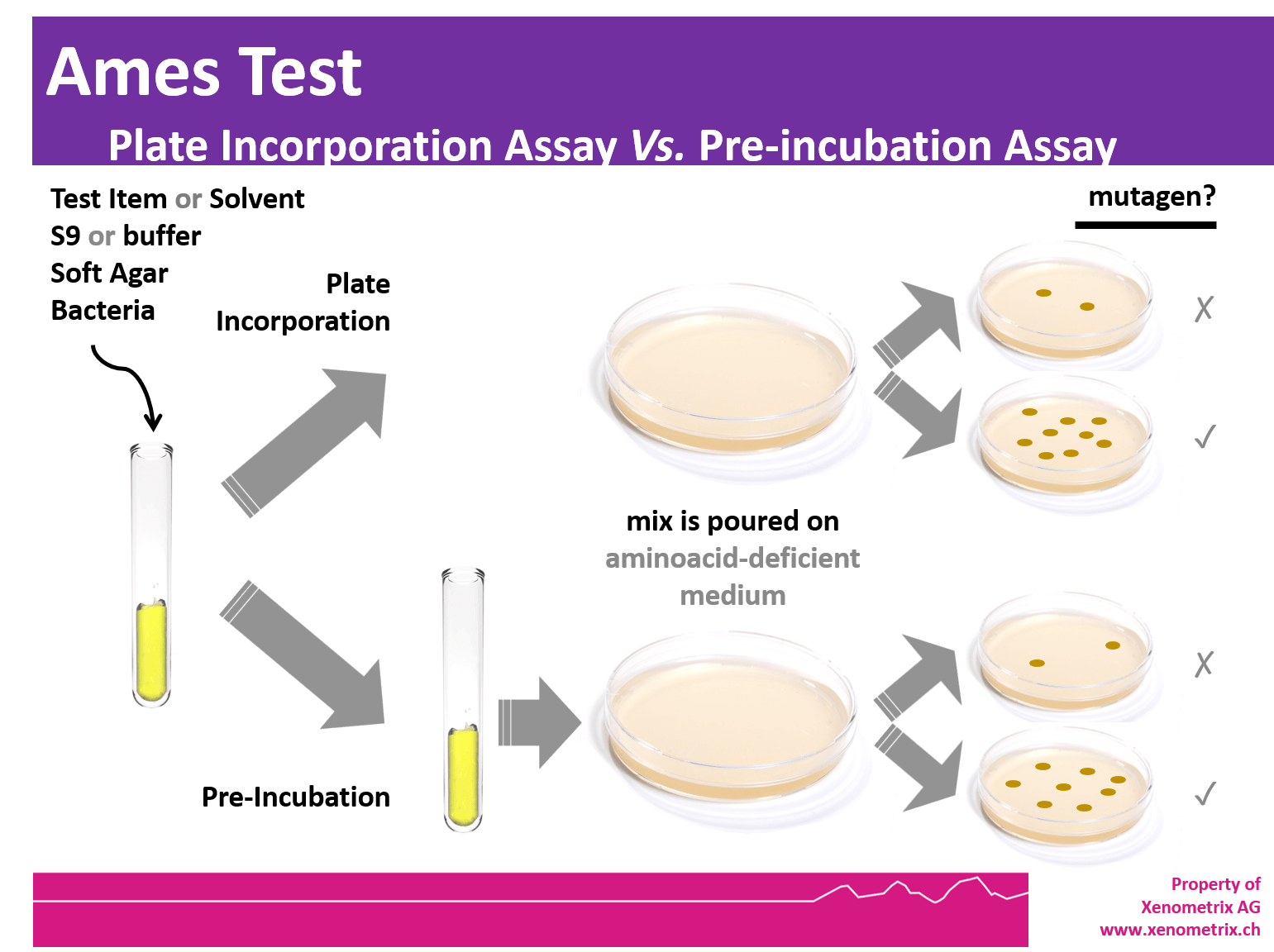 Bacterial Reverse Mutation Assay (Ames Test) at Gloria Lees blog