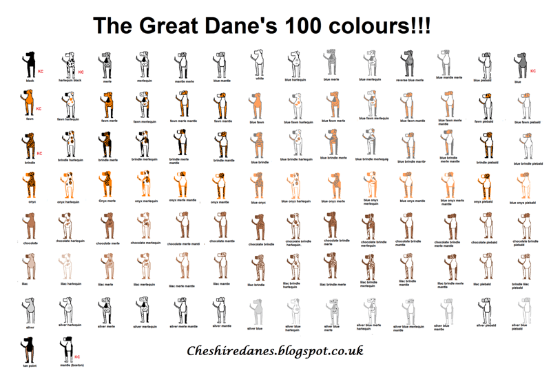 Great Dane Growth Chart Gallery Of Chart 2019