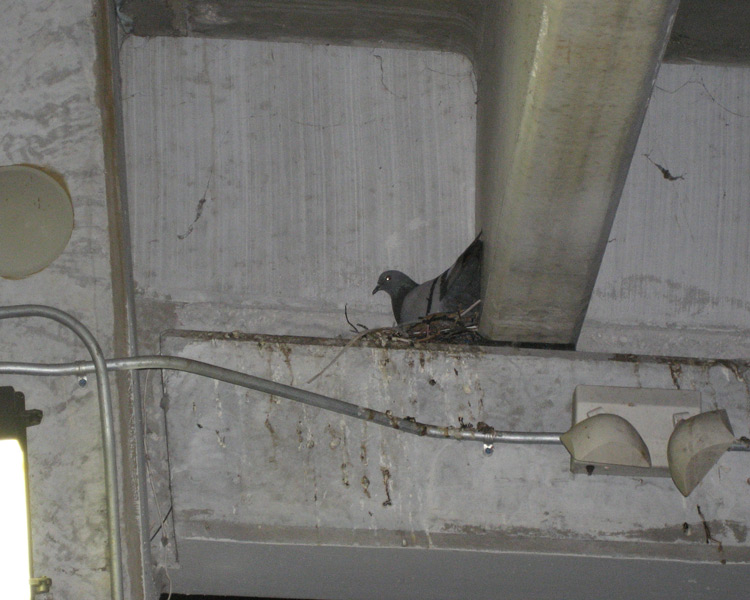 How to remove and clean pigeon feces from concrete
