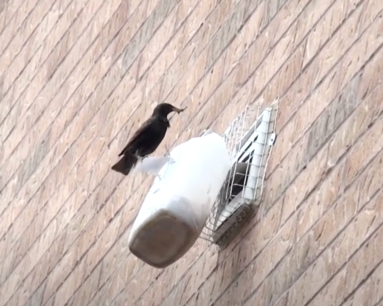 How much does professional bird removal cost?