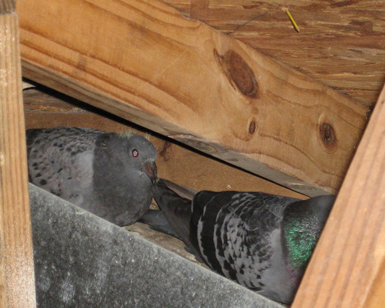 How to get birds out of a wall