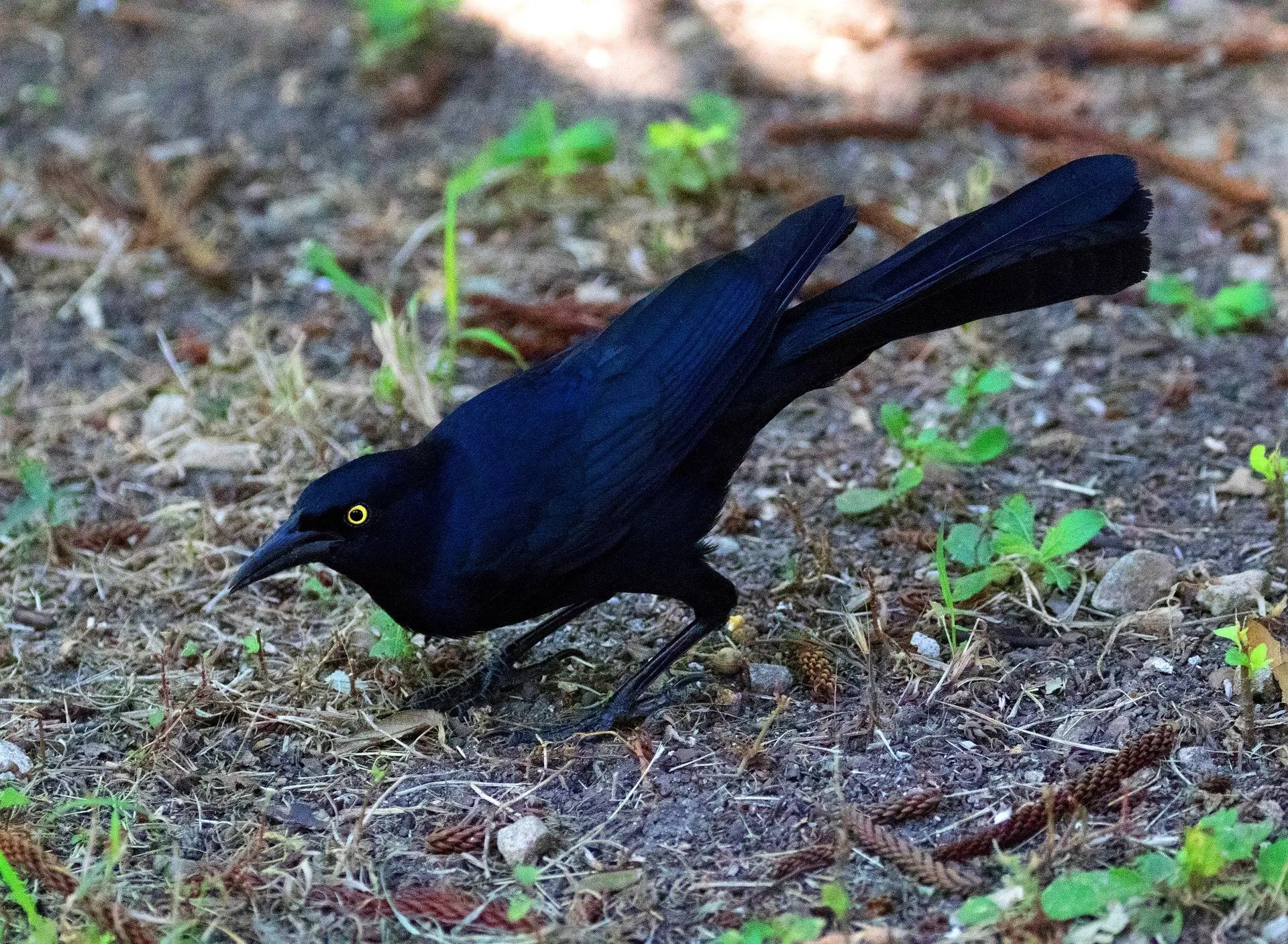 18 Species Of Blackbirds In Colorado Picture And ID Guide