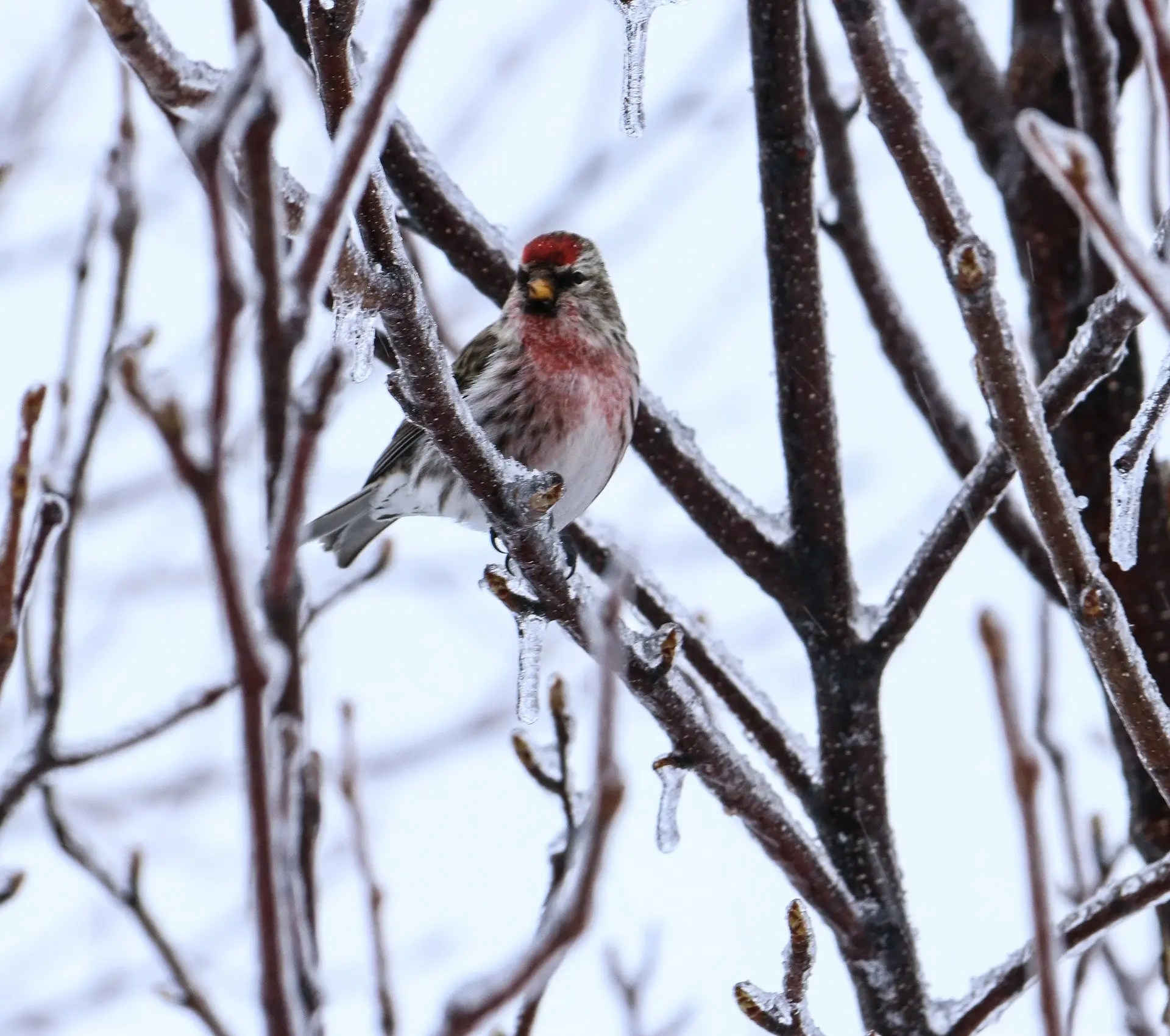 Feeder Winter Birds In Minnesota