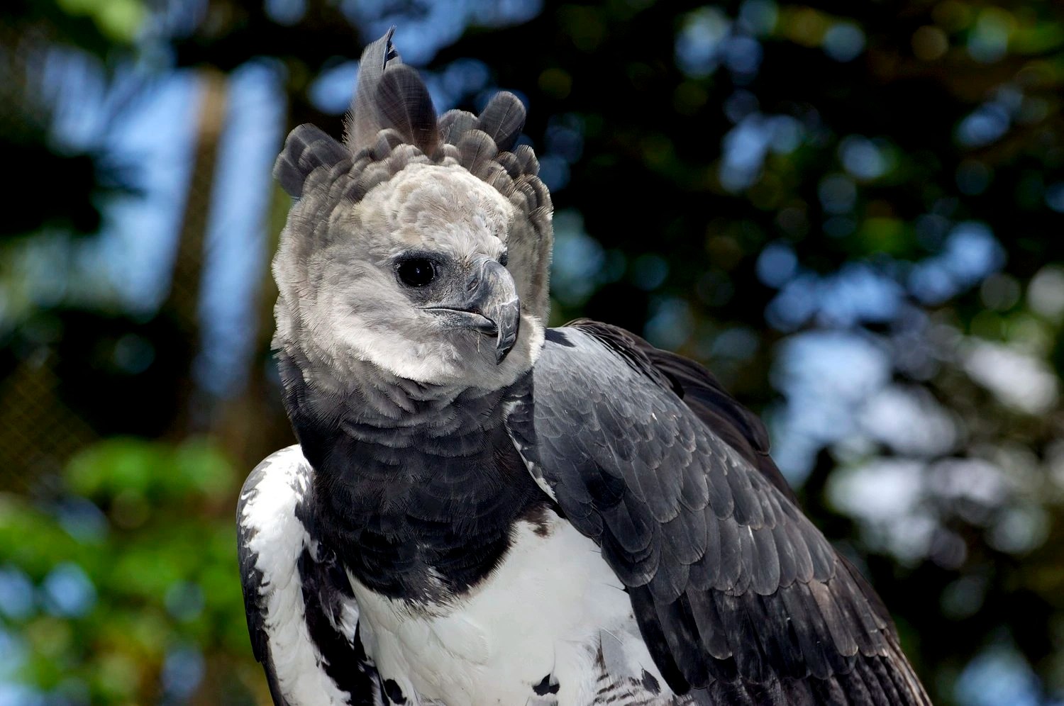 20 Harpy Eagle Facts Bird Advisors