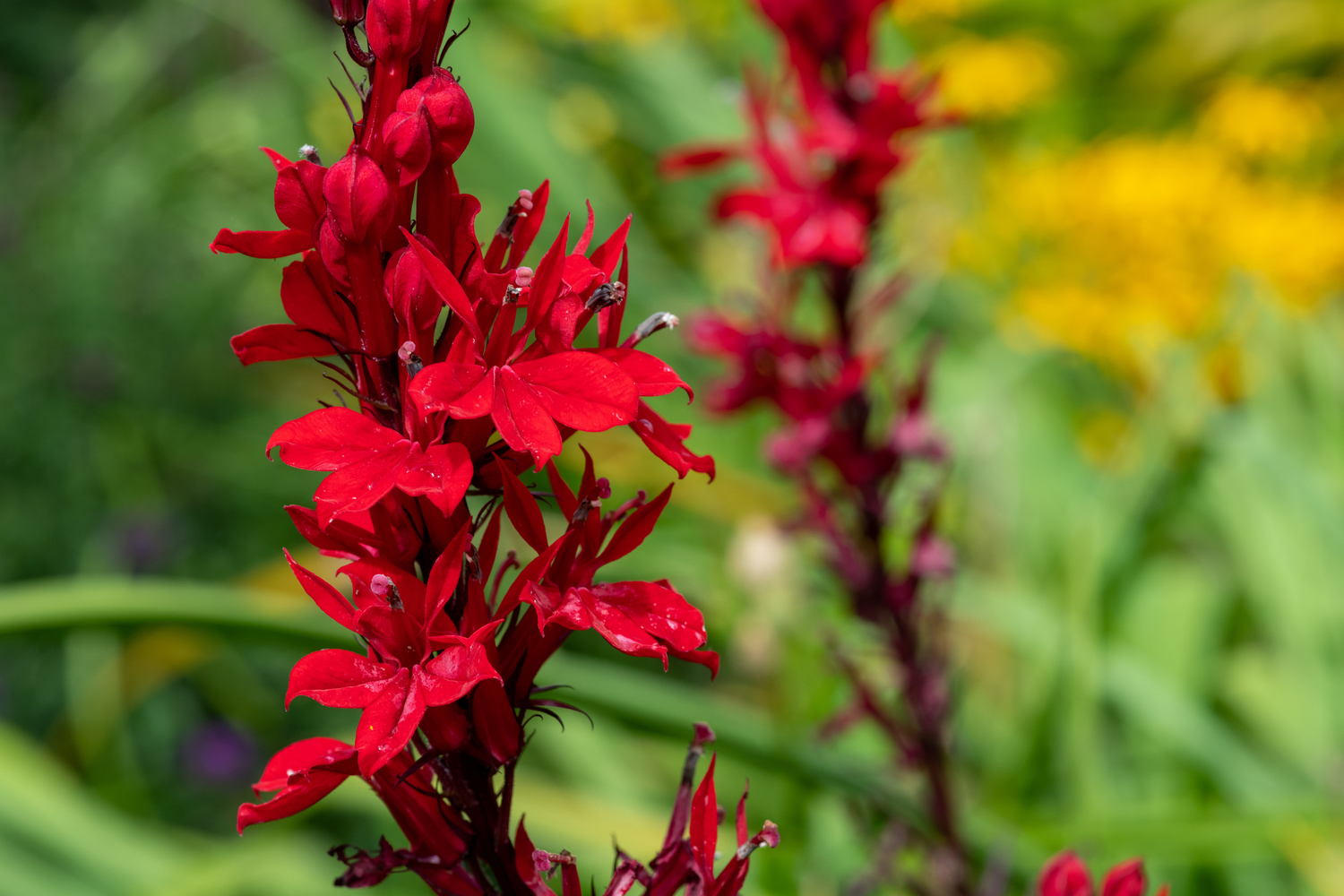 9 Shade Tolerant Plants to Attract Hummingbirds Bird Advisors