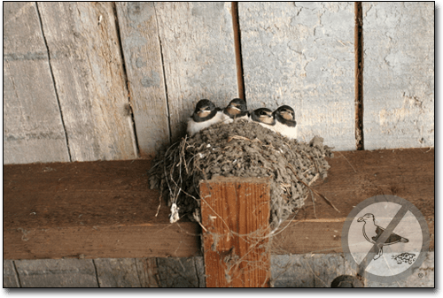 Barn Swallows How to Get Rid of Barn Swallows Bird B Gone