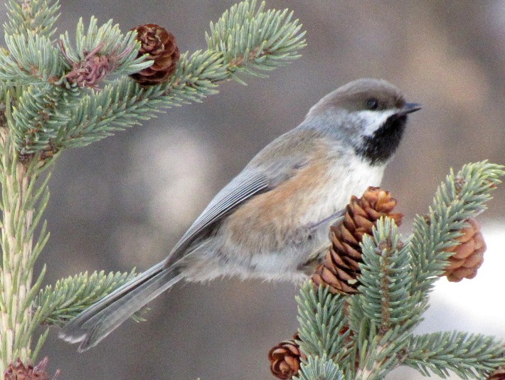 Wednesday Wings Busy Bitty Boreal Bird Canada