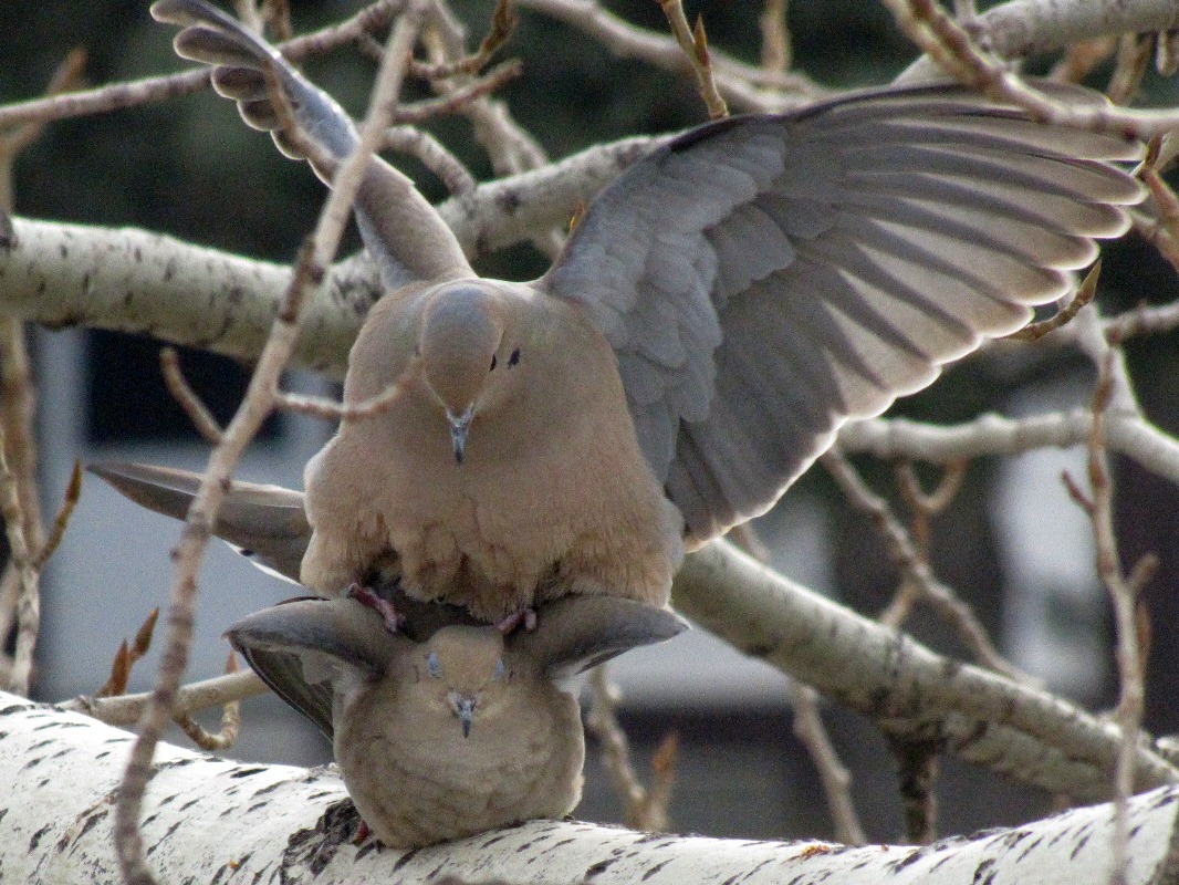 Wednesday Wings Dove Love Bird Canada