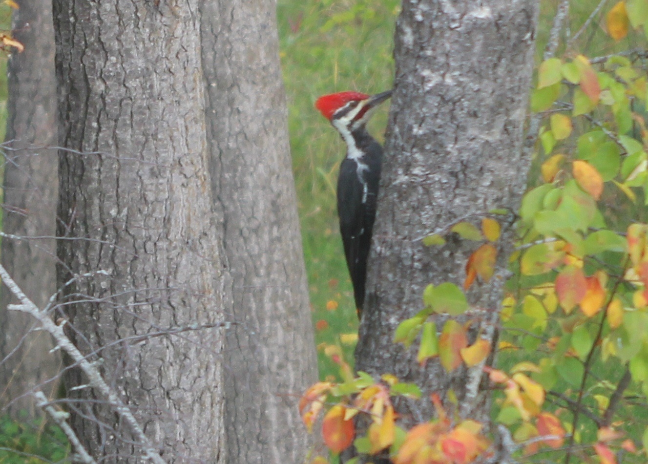 Woodpeckers of the Boreal Forest Bird Canada