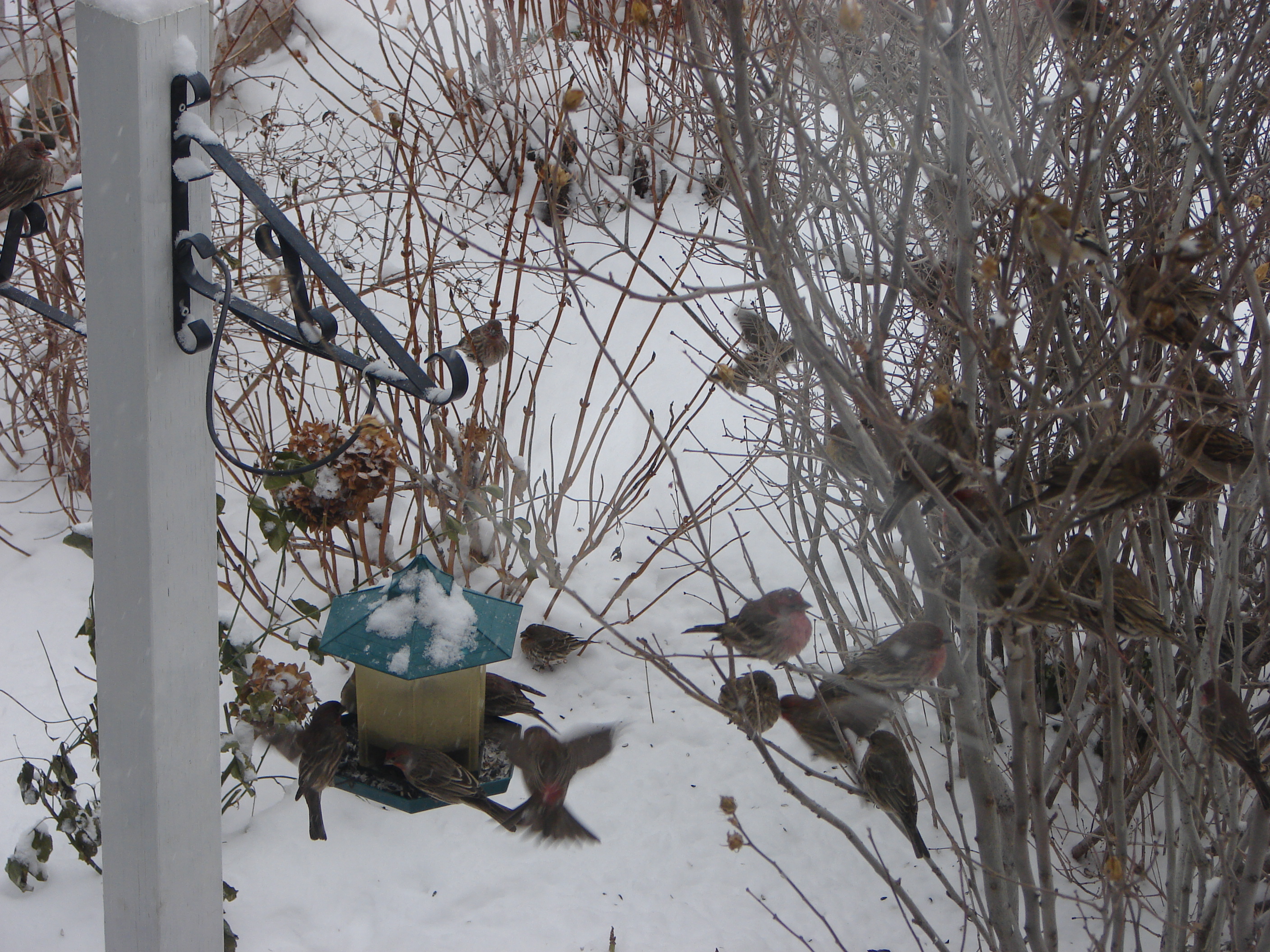 Winter Feeding Bird Canada