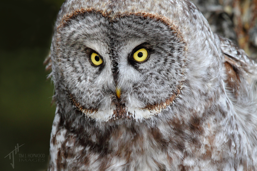 Owls of Alberta a photo essay Bird Canada