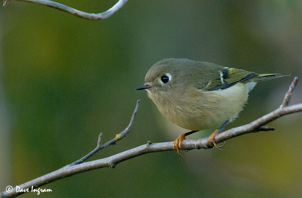 Meet the Kinglets Bird Canada