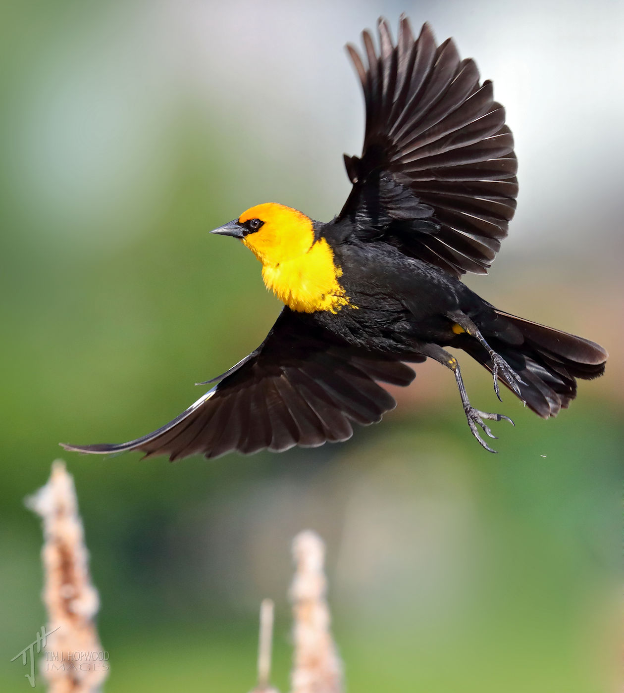 TH129063crop Bird Canada
