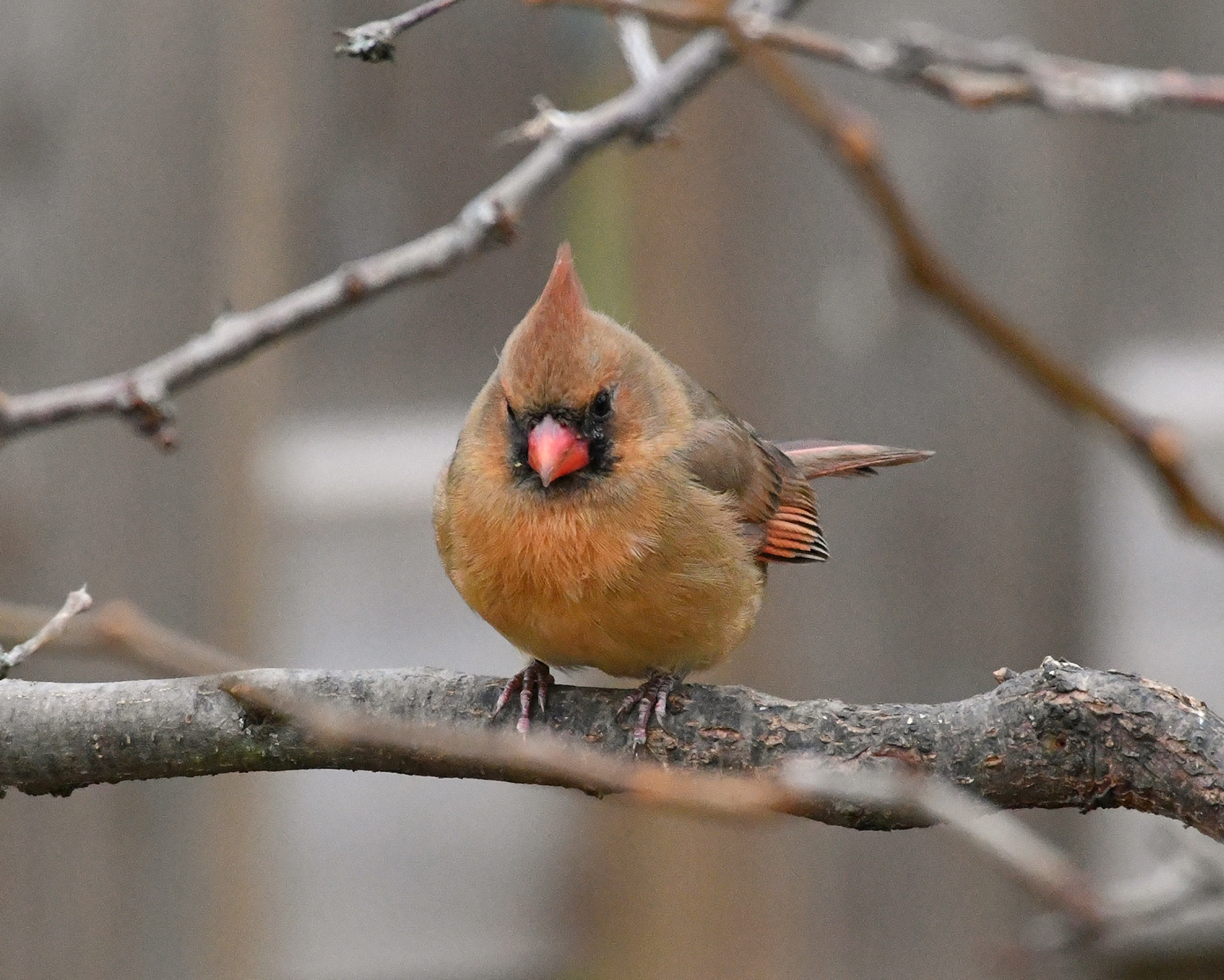 Southern Ontario's Waiting Game Bird Canada