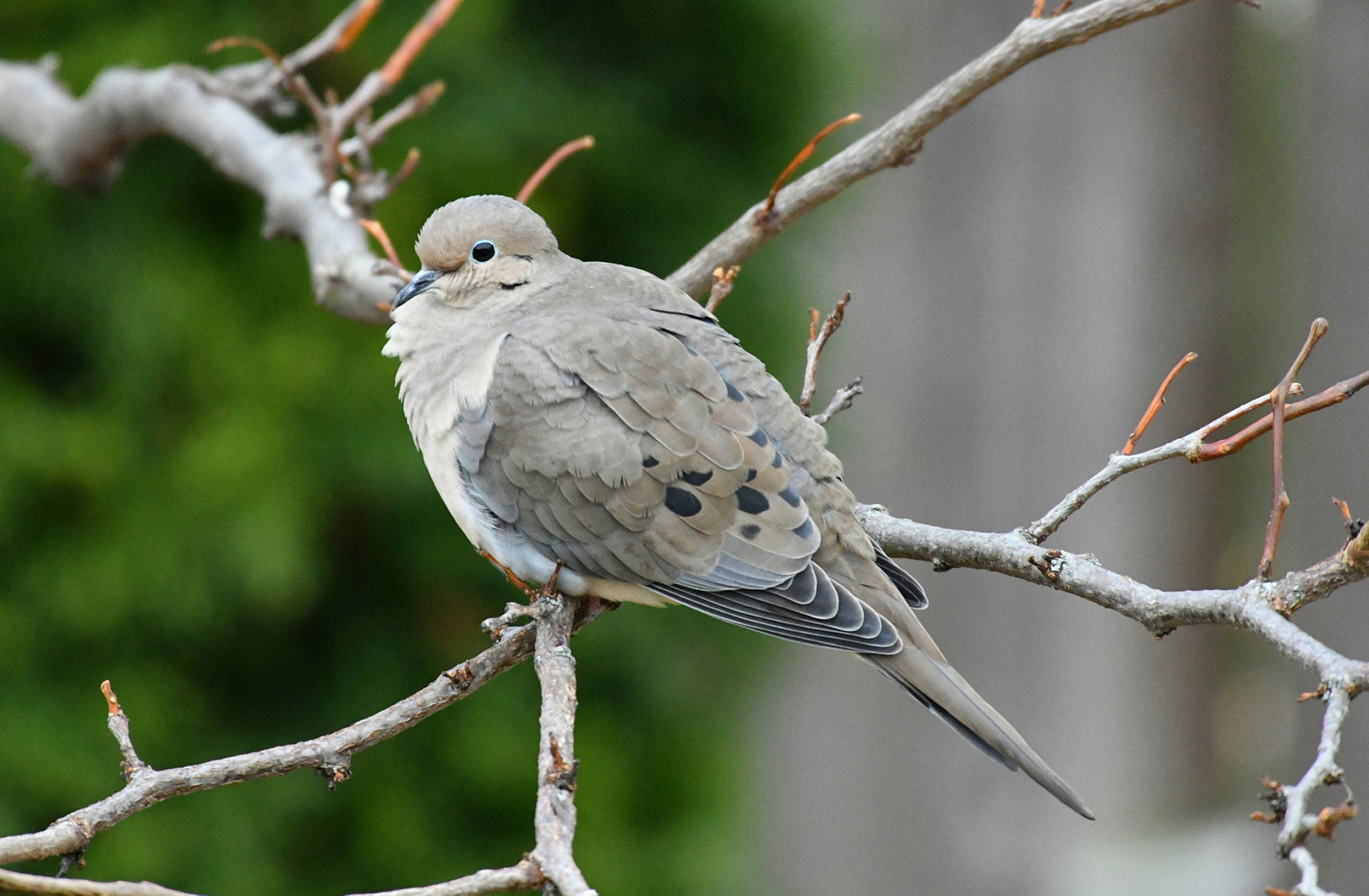 Southern Ontario's Waiting Game Bird Canada