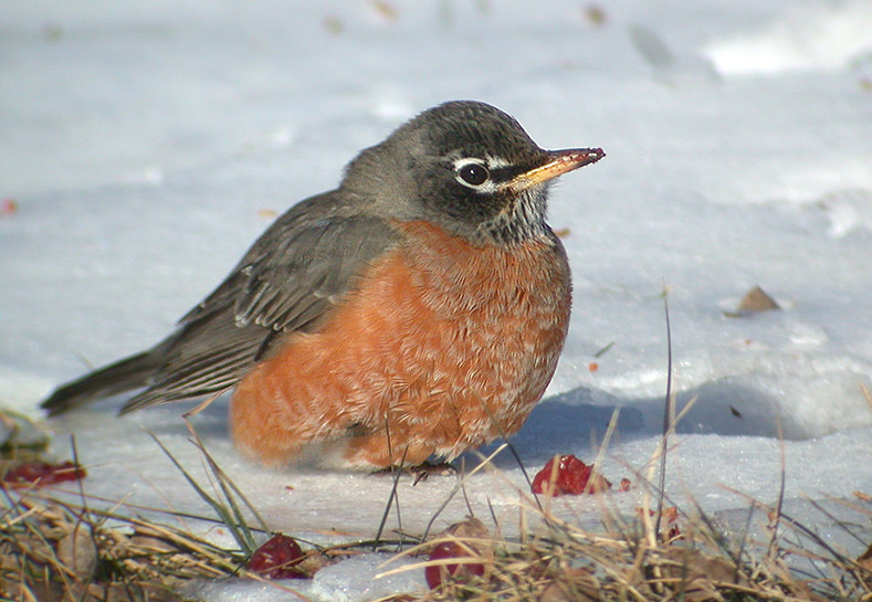 Máistir Nádúraí Snow Robins