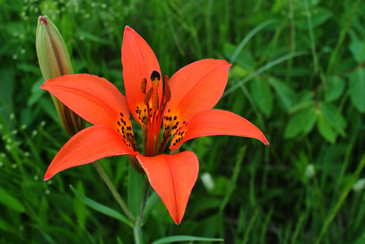 Máistir Nádúraí Black Earth Rettenmund Prairie