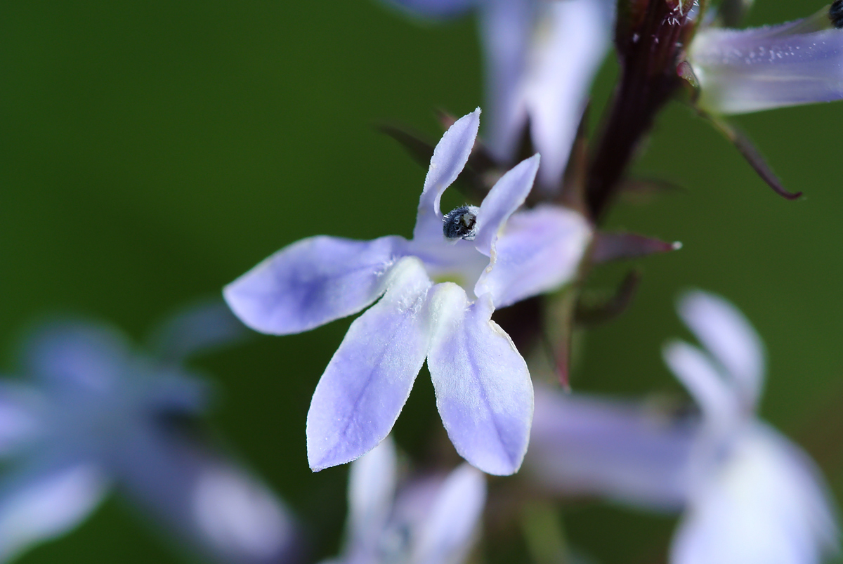 Máistir Nádúraí Black Earth Rettenmund Prairie