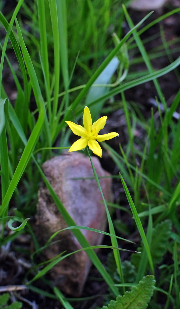 Máistir Nádúraí Black Earth Rettenmund Prairie