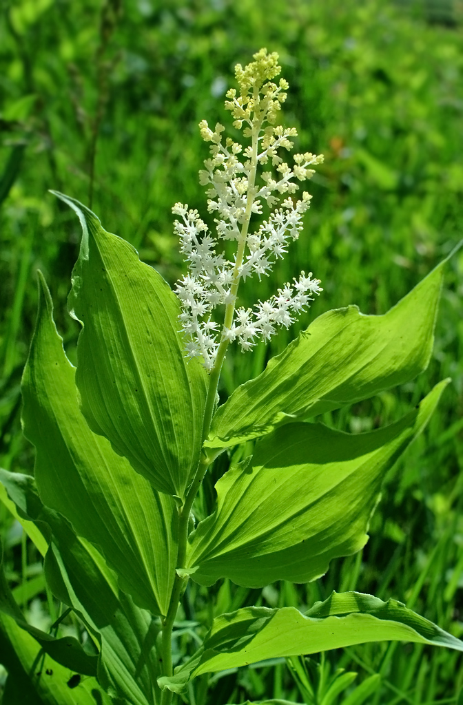 Máistir Nádúraí Black Earth Rettenmund Prairie