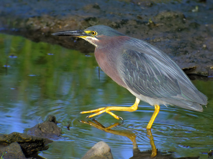 Green Heron
