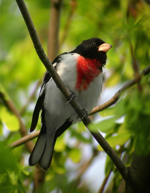 Bird With Red Throat Free Xxx Movies