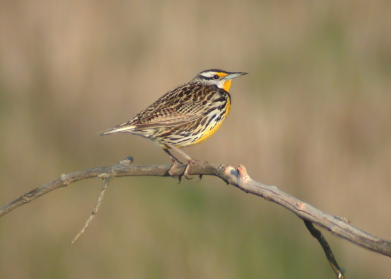 Eastern Meadowlark