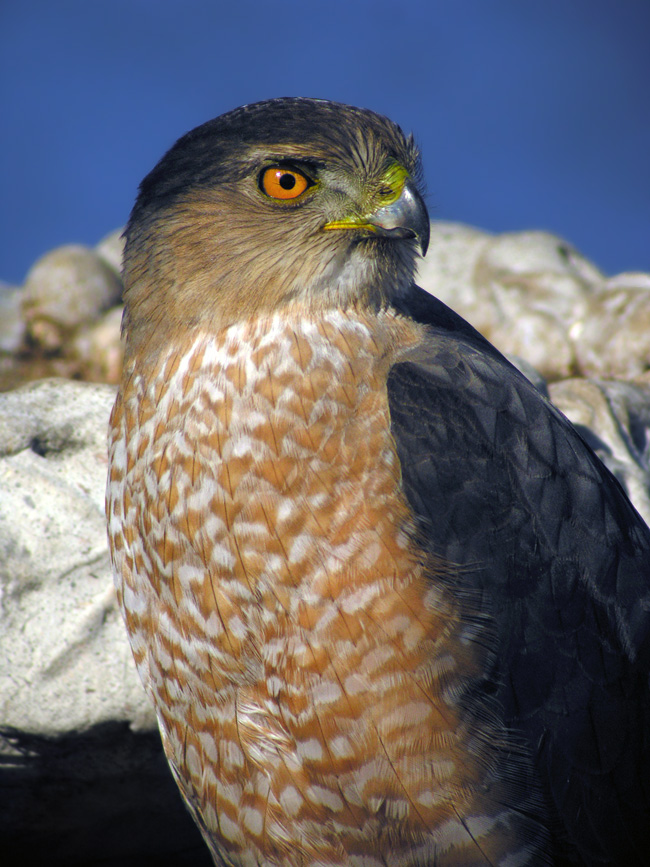 The Digiscoper Cooper's Hawk Portraits