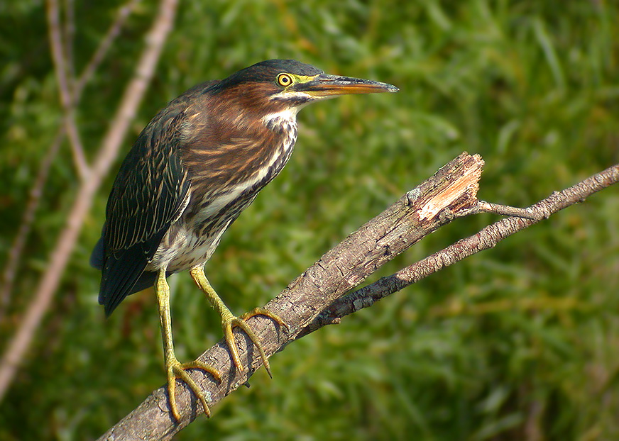 Green Heron