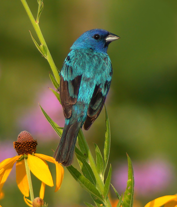 Indigo Bunting Wisconsin at Marilyn blog