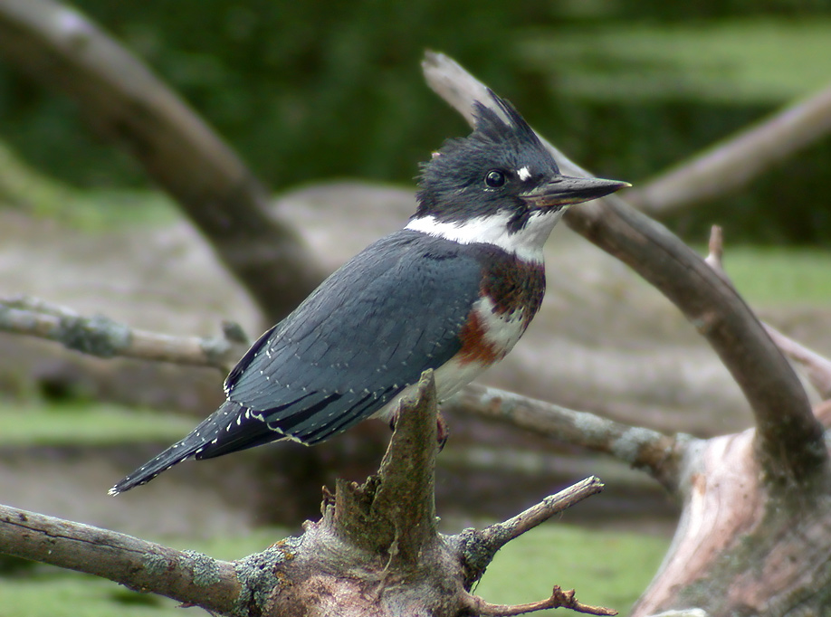 Belted Kingfisher