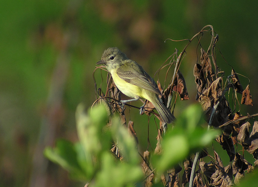 The Digiscoper Bell's Vireo