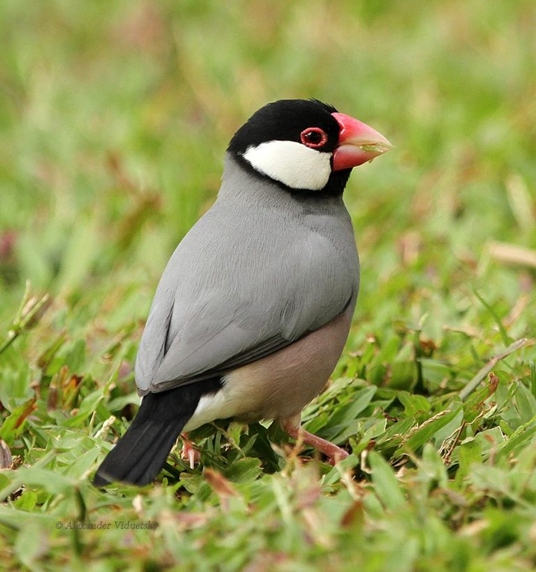 Java Sparrow birdfinding.info