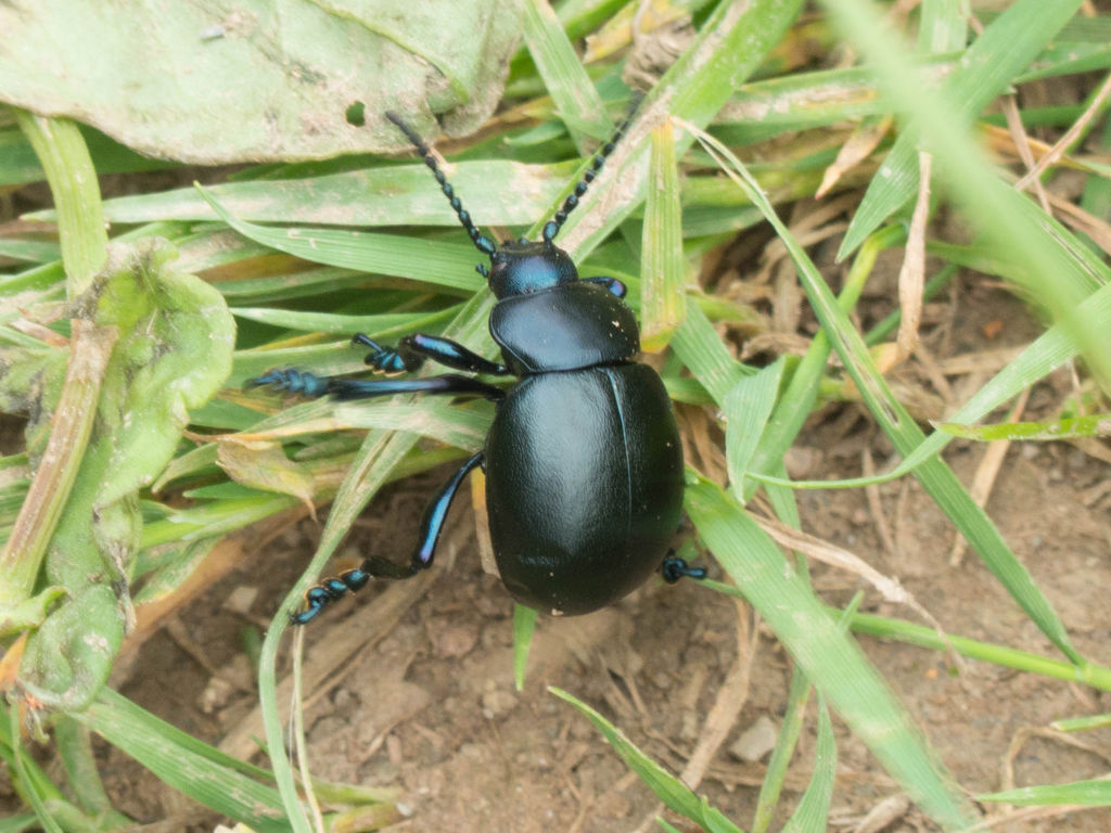 Black Clock Beetle BirdForum