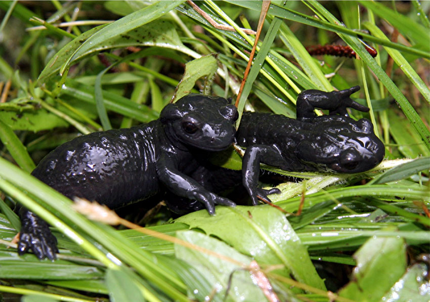 Black Salamanders BirdForum