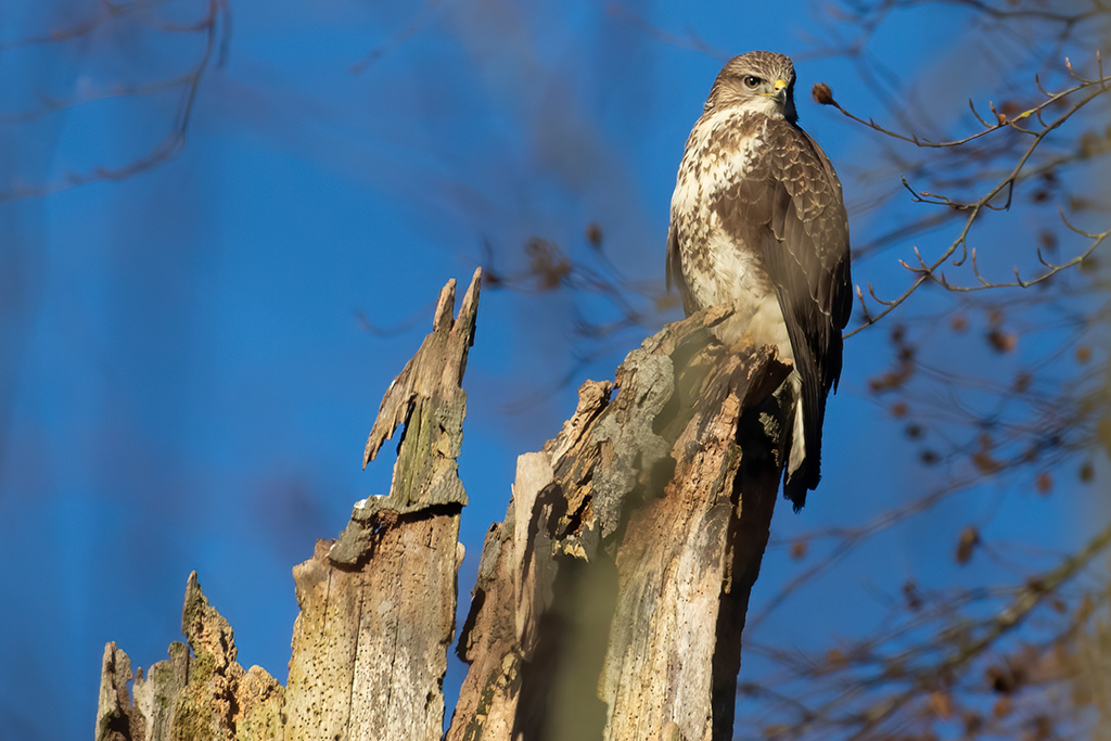 Buzzard BirdForum